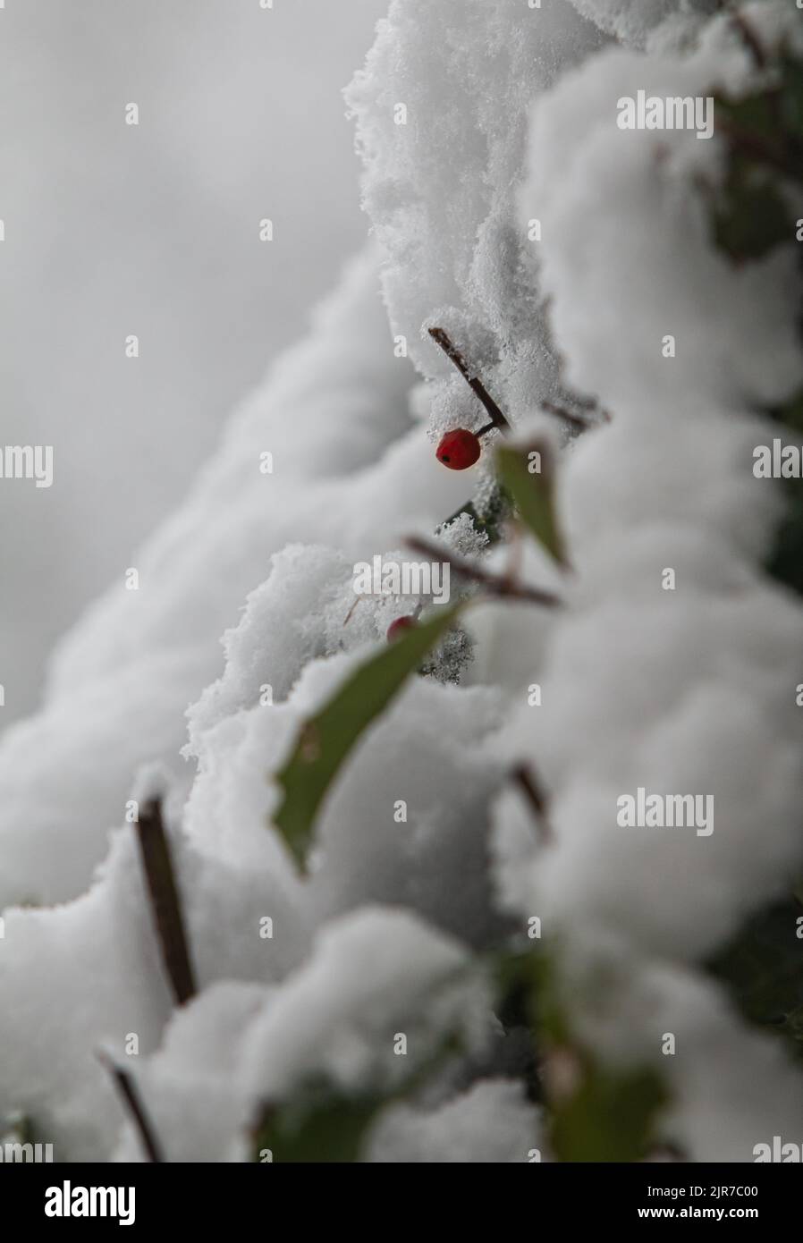 Una baya roja solitaria en un arbusto emerge del polvo fresco de una nevada reciente. Foto de stock