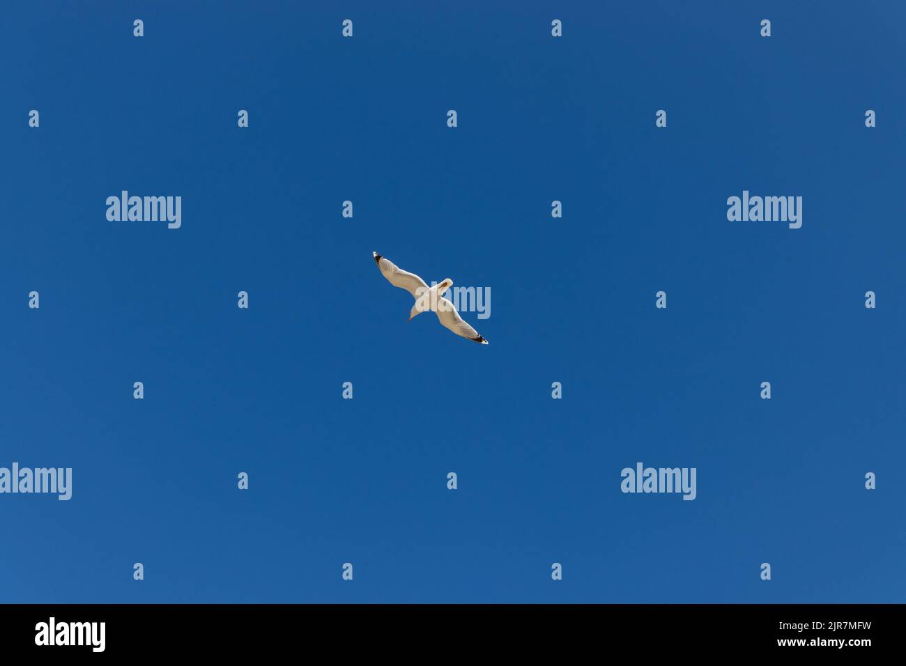 gaviota volando sobre un cielo azul sin nubes Foto de stock