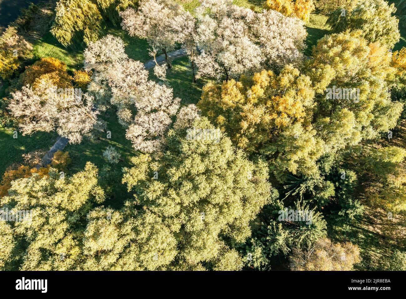 vista superior aérea del bosque de colores en el soleado día de octubre. otoño de fondo. Foto de stock