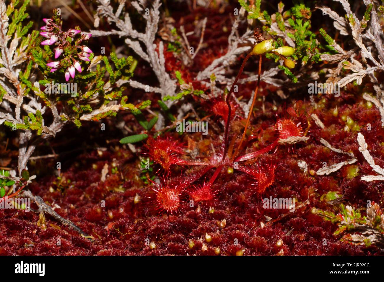 Rocío de hoja redonda (Drosera rotundifolia) en musgo rojo, norte de Noruega Foto de stock