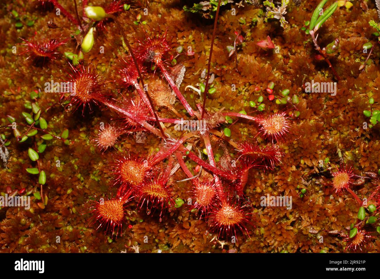 Rocío de hoja redonda (Drosera rotundifolia) en musgo rojo del sphagnum, norte de Noruega Foto de stock