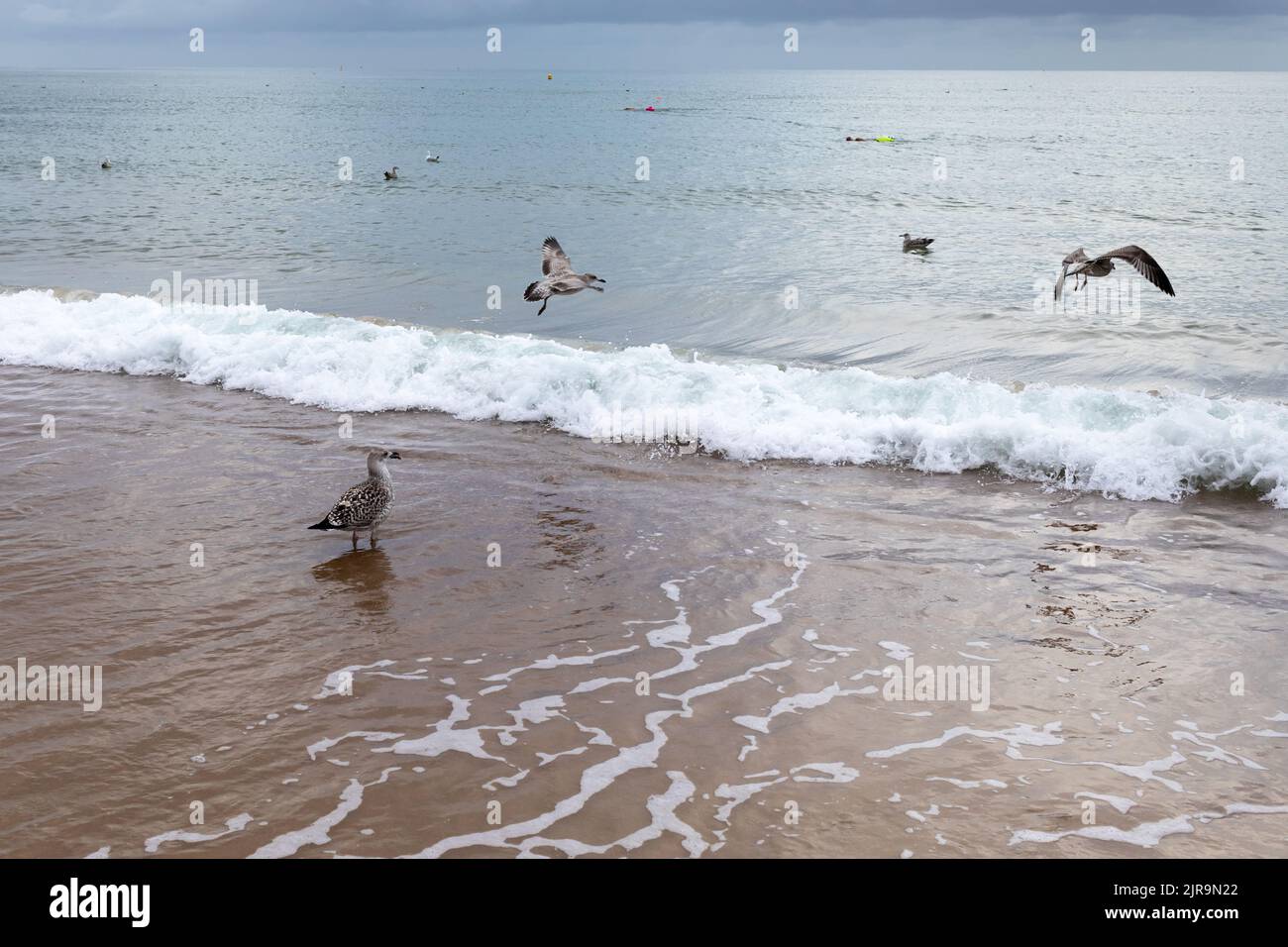 Gaviotas de arenque, Larus argentatus en la orilla del mar en la playa de Bournemouth Foto de stock