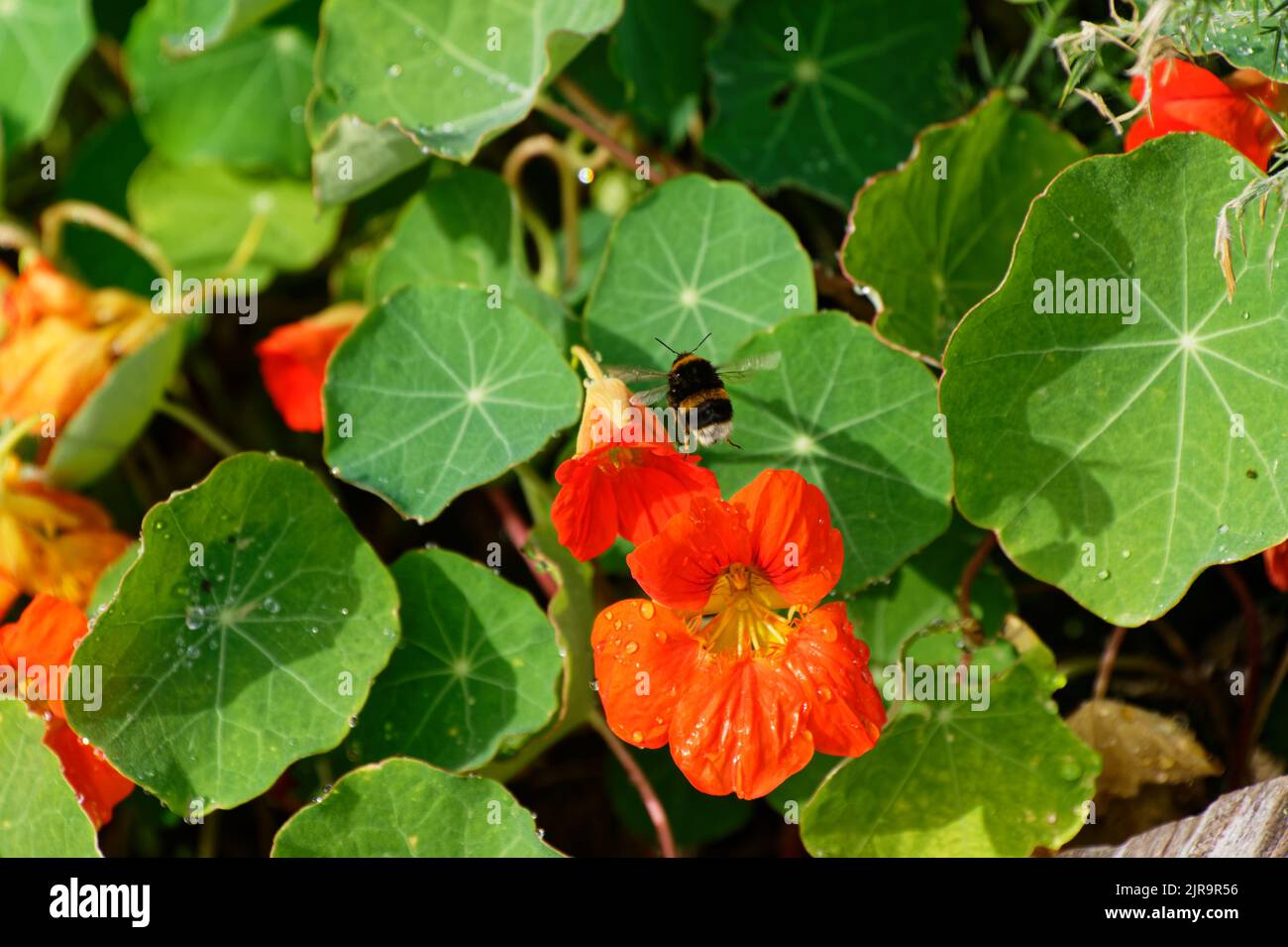 Las flores anaranjadas de un nasturcio han atraído a un abejorro hermoso. Está ocupado volando entre las flores. Foto de stock