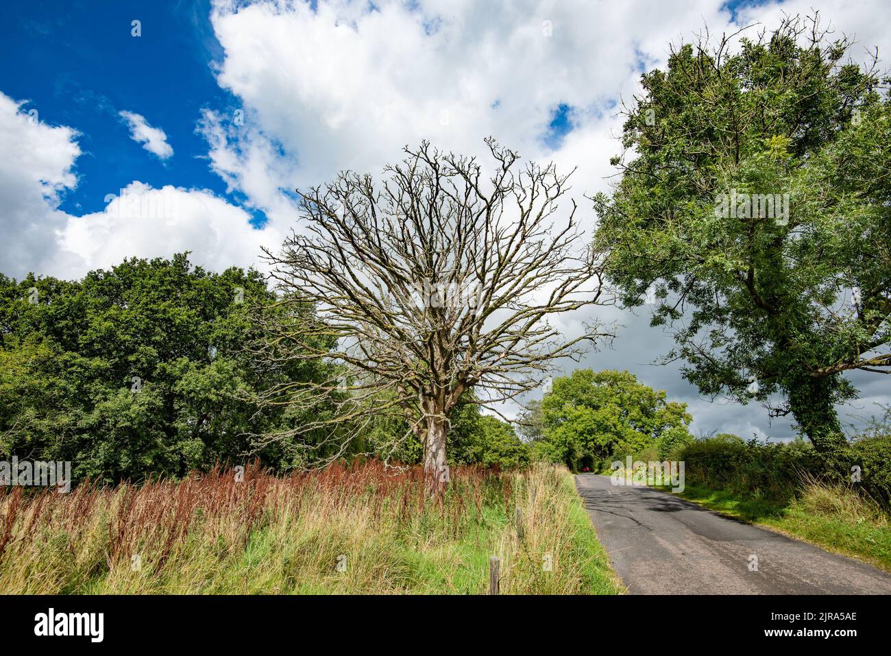 Un árbol de ceniza muerto matado por el dieback de ceniza, Whitewell, Clitheroe, Lancashire, Reino Unido Foto de stock