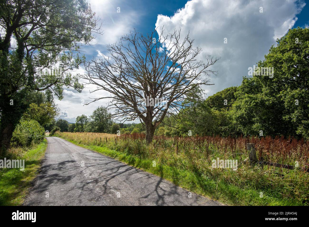 Un árbol de ceniza muerto matado por el dieback de ceniza, Whitewell, Clitheroe, Lancashire, Reino Unido Foto de stock