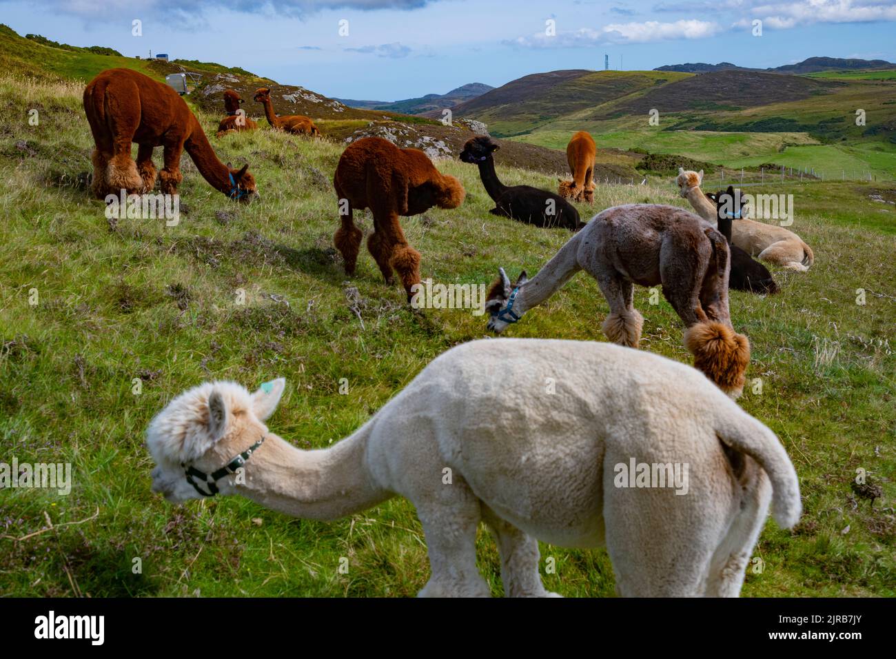Wild Alpaca Way en Iniishowen, Five Finger Strand, Condado de Donegal, Irlanda Foto de stock