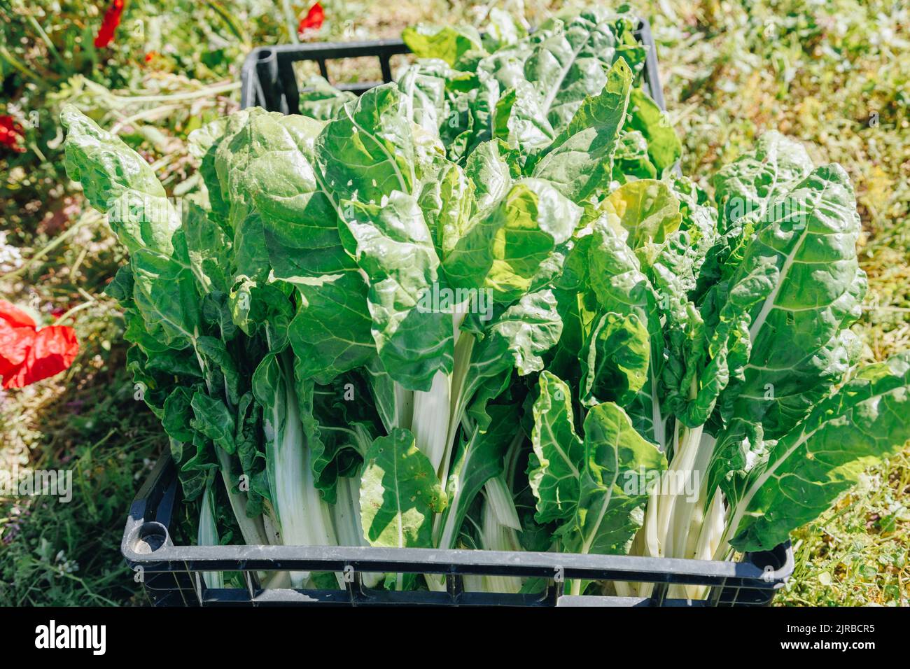 Verduras de hoja verde frescas en caja en el día soleado Foto de stock
