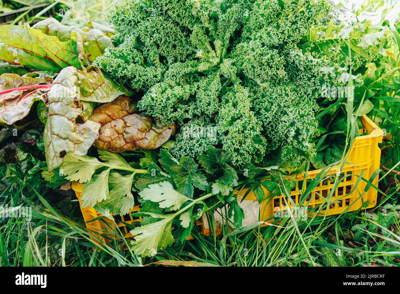 Varias verduras de hoja fresca en caja Foto de stock