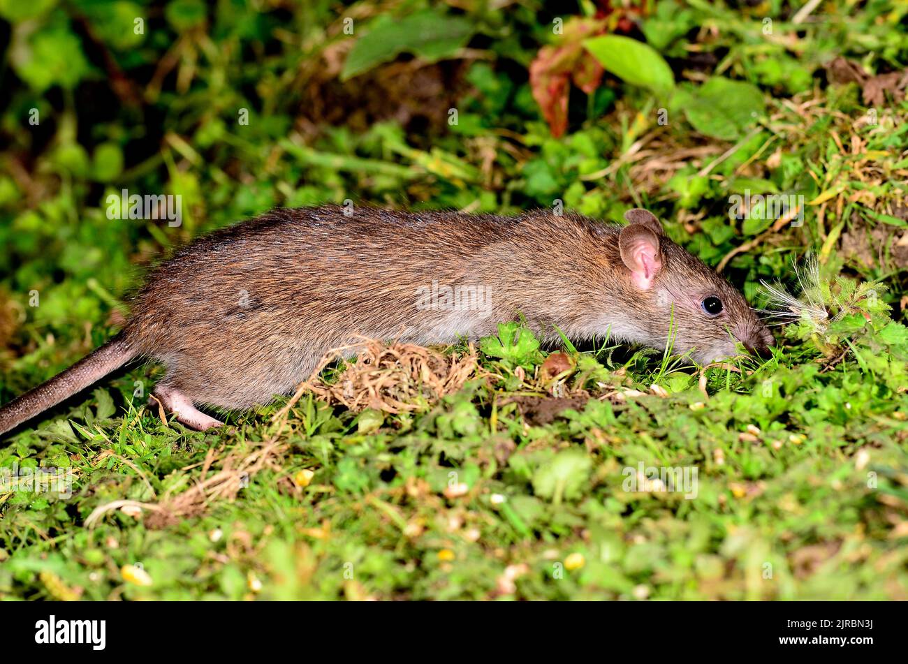 rata joven parda forrajea a lo largo del borde del campo al anochecer Foto de stock