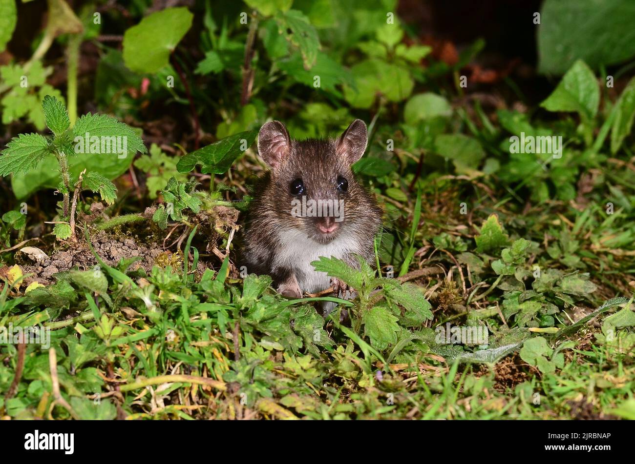 rata joven parda forrajea a lo largo del borde del campo al anochecer Foto de stock