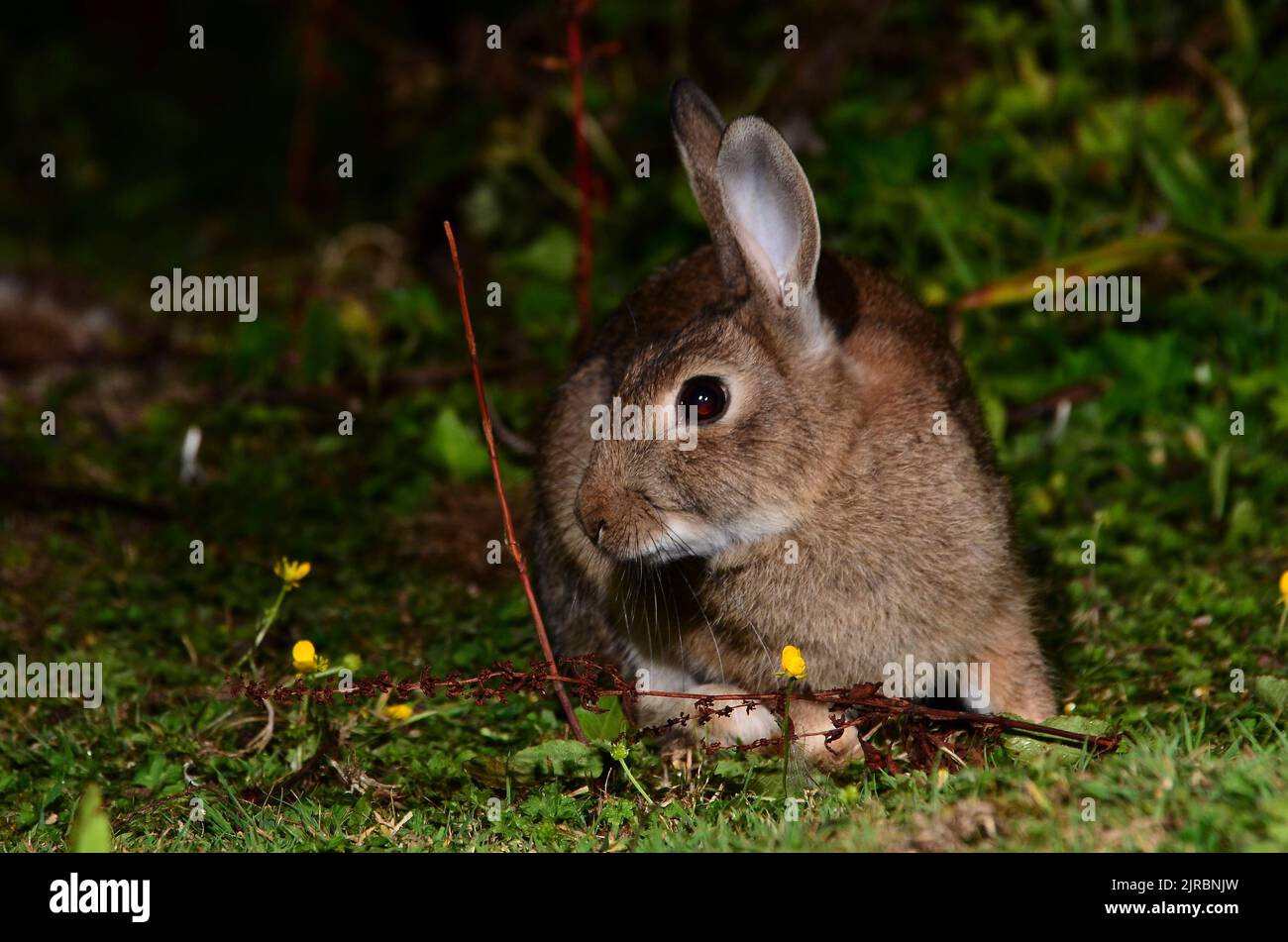 Conejo juvenil fotografiado al atardecer con flash Foto de stock