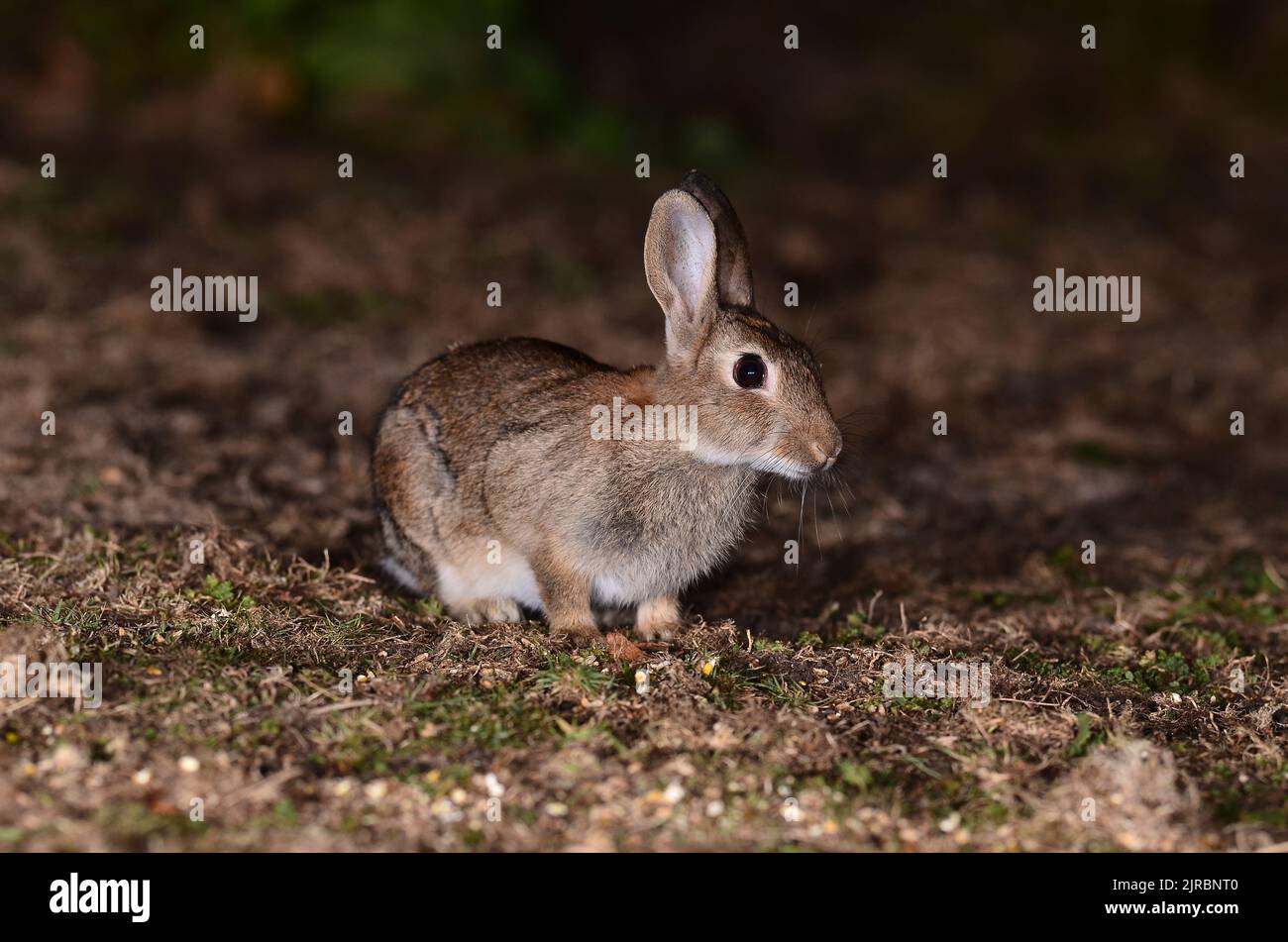 Conejo joven fotografiado en la noche en la oscuridad con flash. Foto de stock