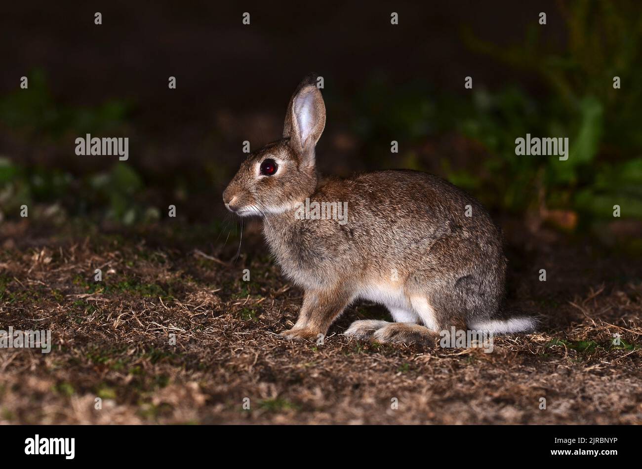 Conejo adulto fotografiado de noche en la oscuridad con flash. Foto de stock