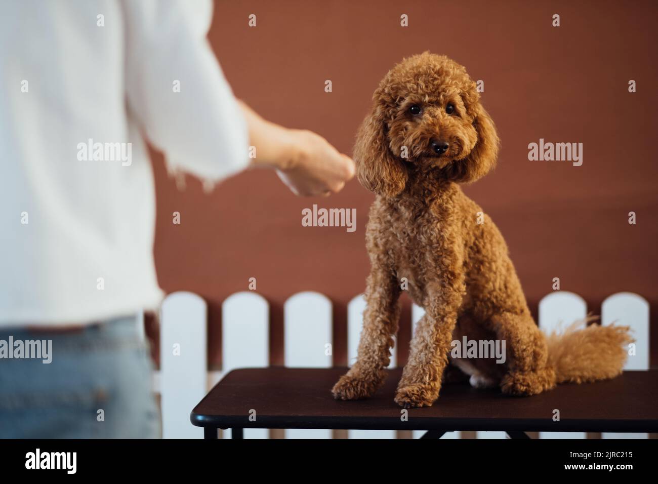 Precioso poodle marrón en casa de mascotas con entrenador de perros Foto de stock