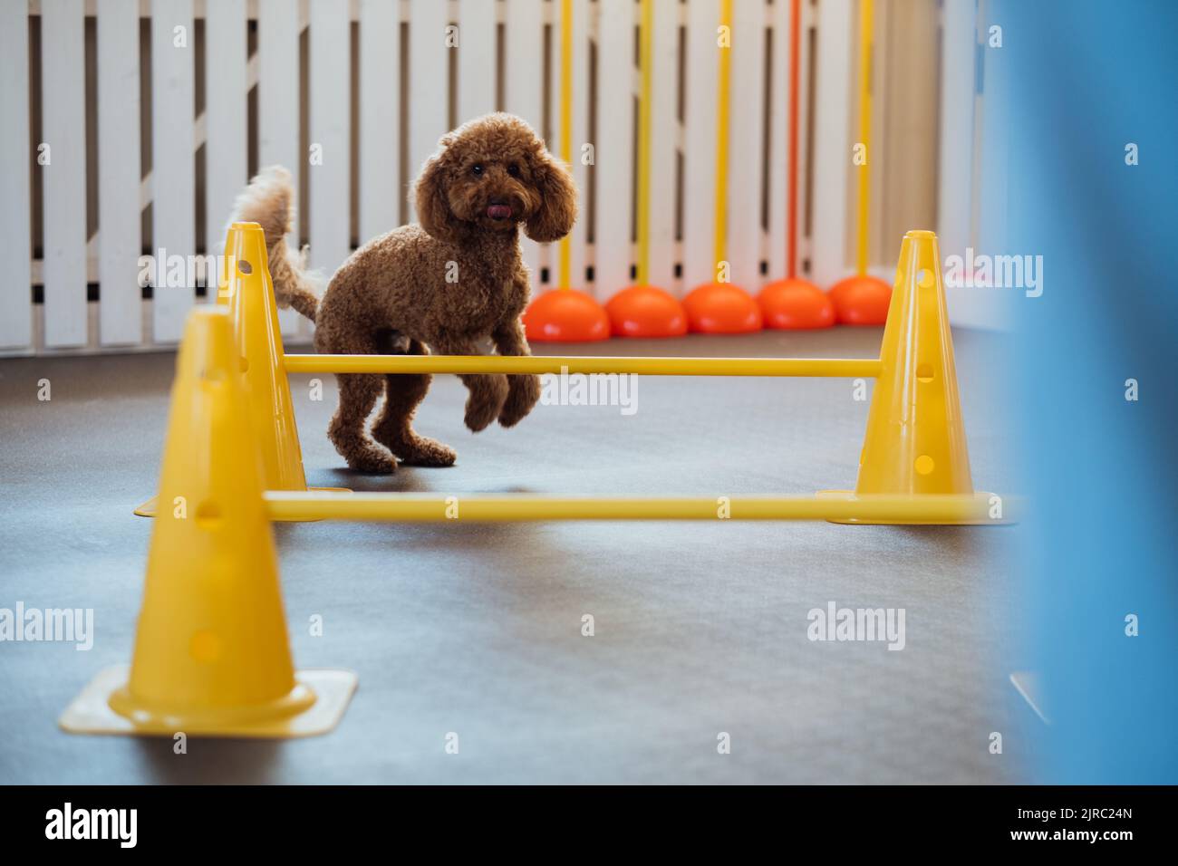 Poco marrón Poodle entrenamiento en casa de mascotas con entrenador de perros Foto de stock