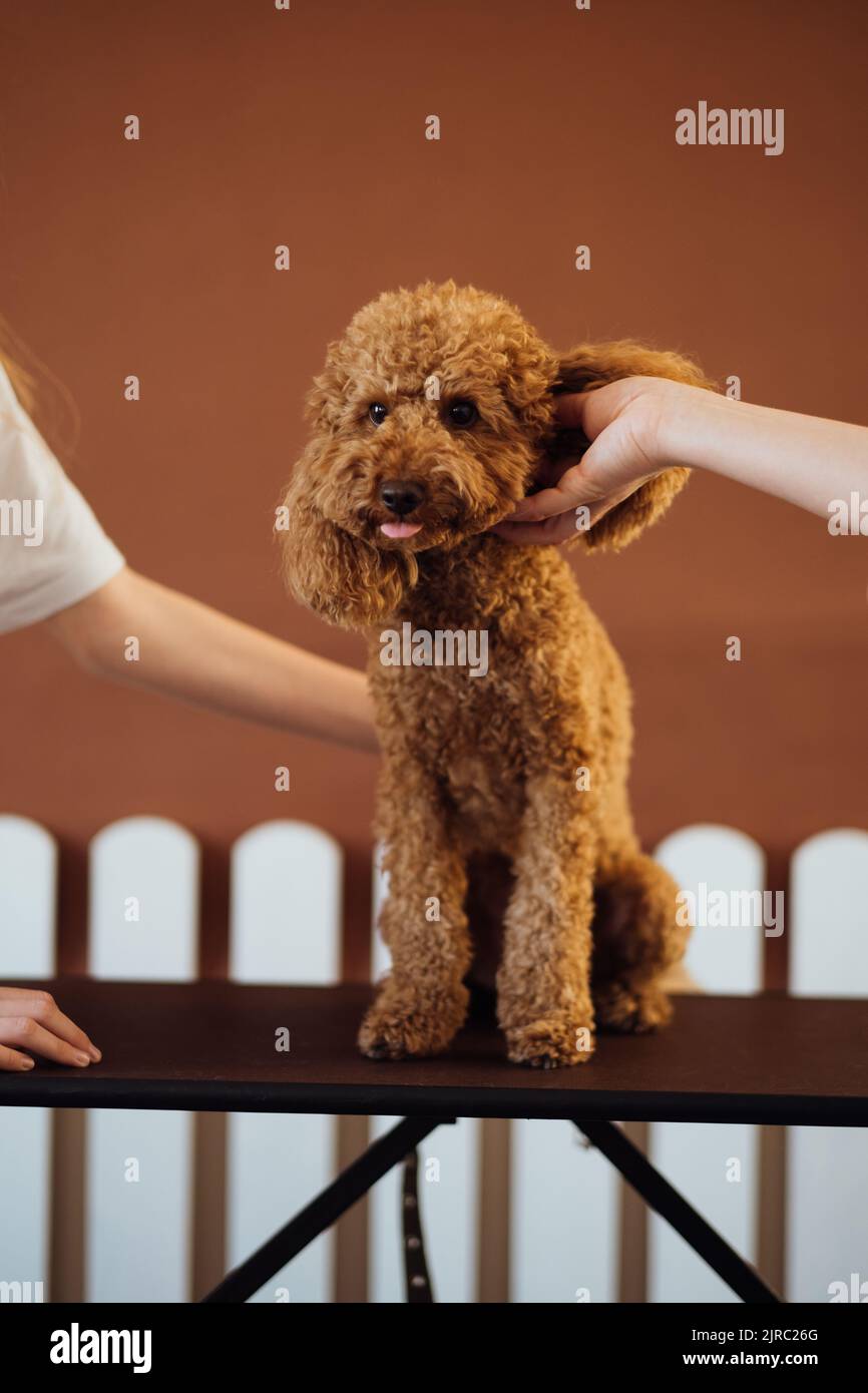 Precioso poodle marrón en casa de mascotas con entrenador de perros Foto de stock