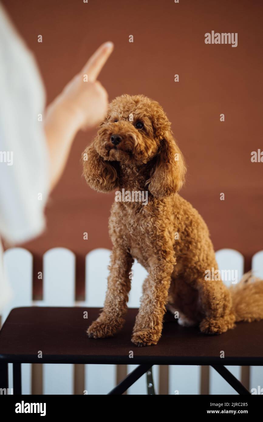 Precioso poodle marrón en casa de mascotas con entrenador de perros Foto de stock