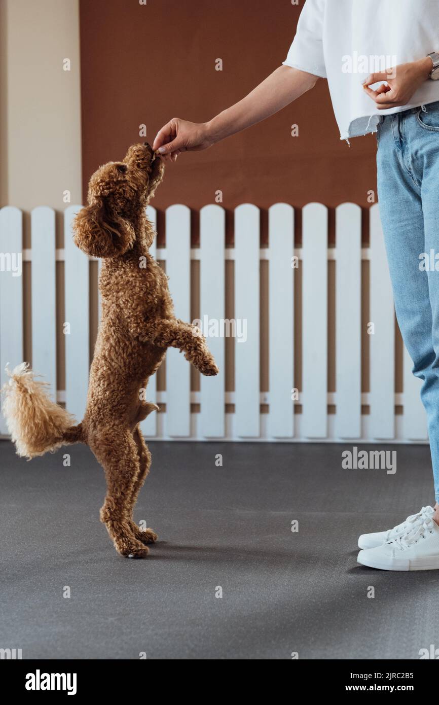 Poco marrón Poodle entrenamiento en casa de mascotas con entrenador de perros Foto de stock