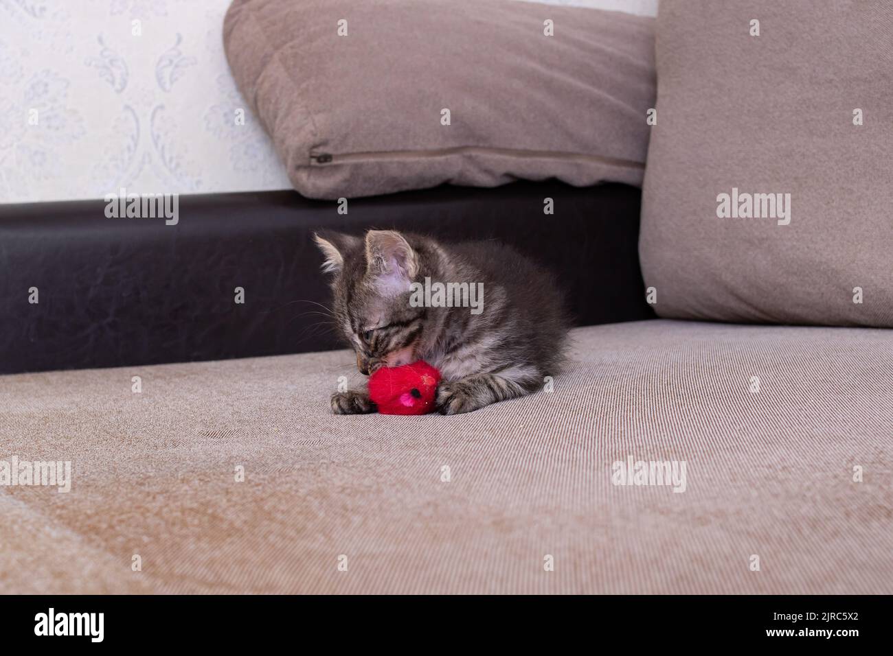 Little Grey Kitten jugando con Toy Mouse Foto de stock