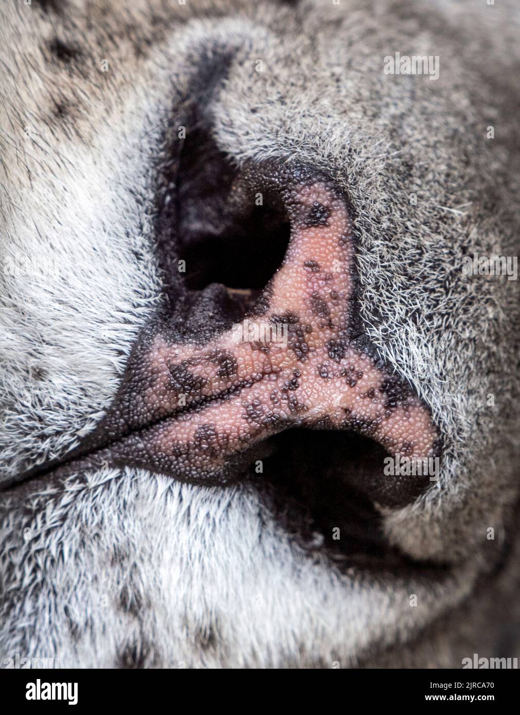 Fosa nasal de leopardo de nieve hembra adulto (primer plano extremo) Foto de stock