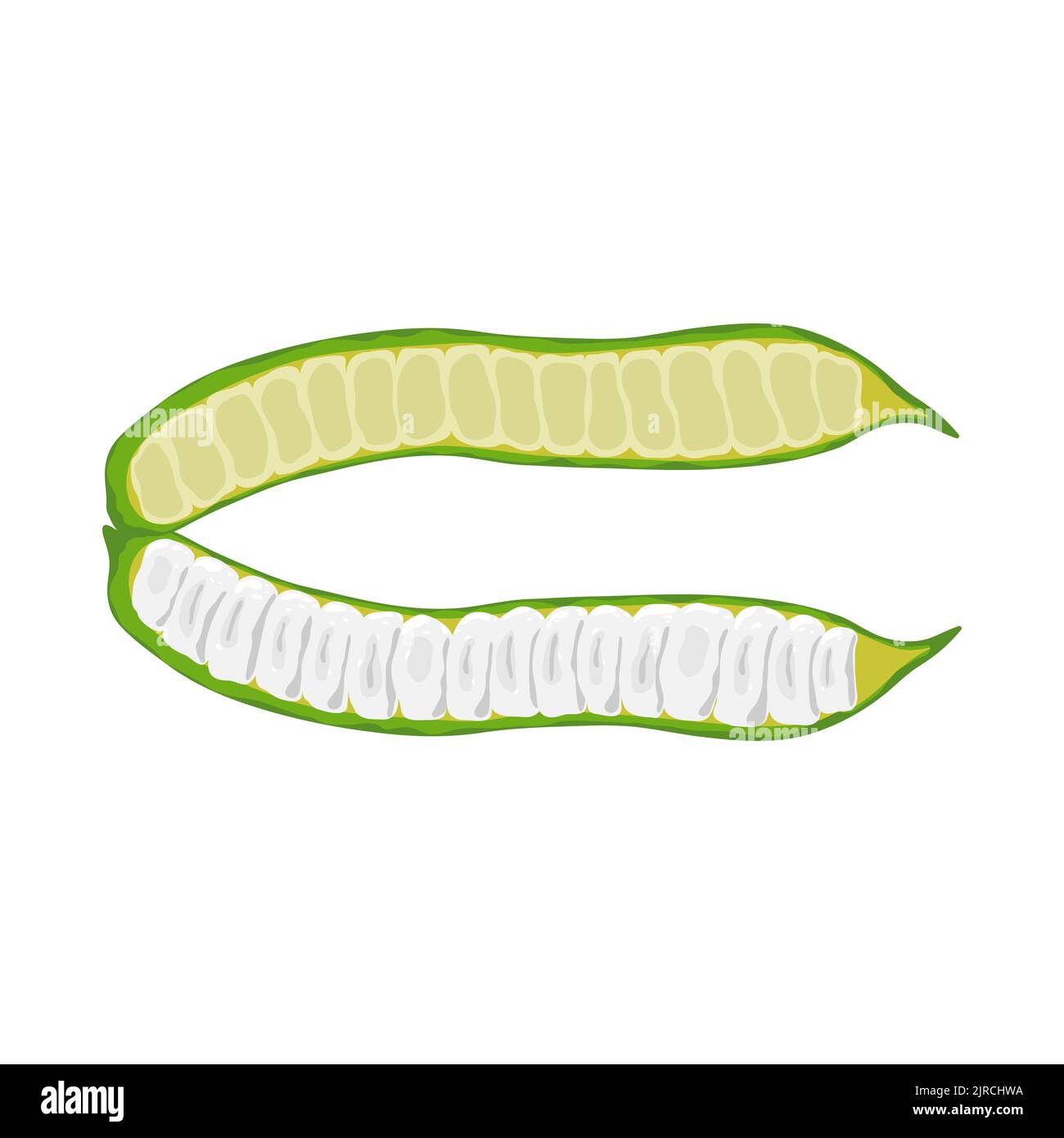 Judías verdes aisladas sobre fondo blanco. Planta leguminosa, fruto leguminoso. Vainas Guaba Helado Frijoles o Inga edulis. Ilustración vectorial. Ilustración del Vector
