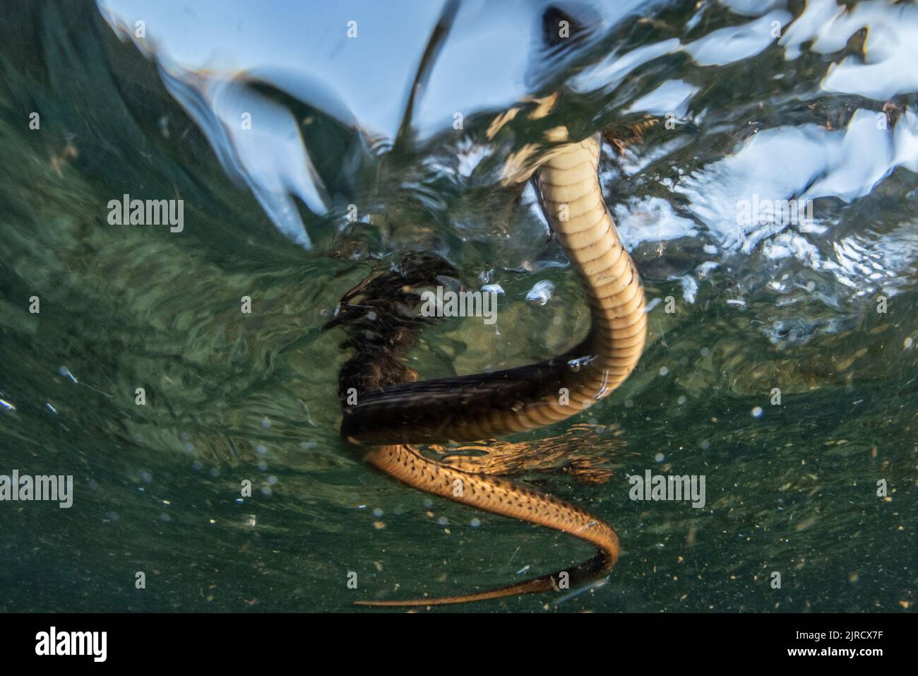 Una serpiente de la sierra (Thamnophis couchii), una serpiente en el agua prístina de un río de montaña en las montañas de Sierra Nevada de California. Foto de stock