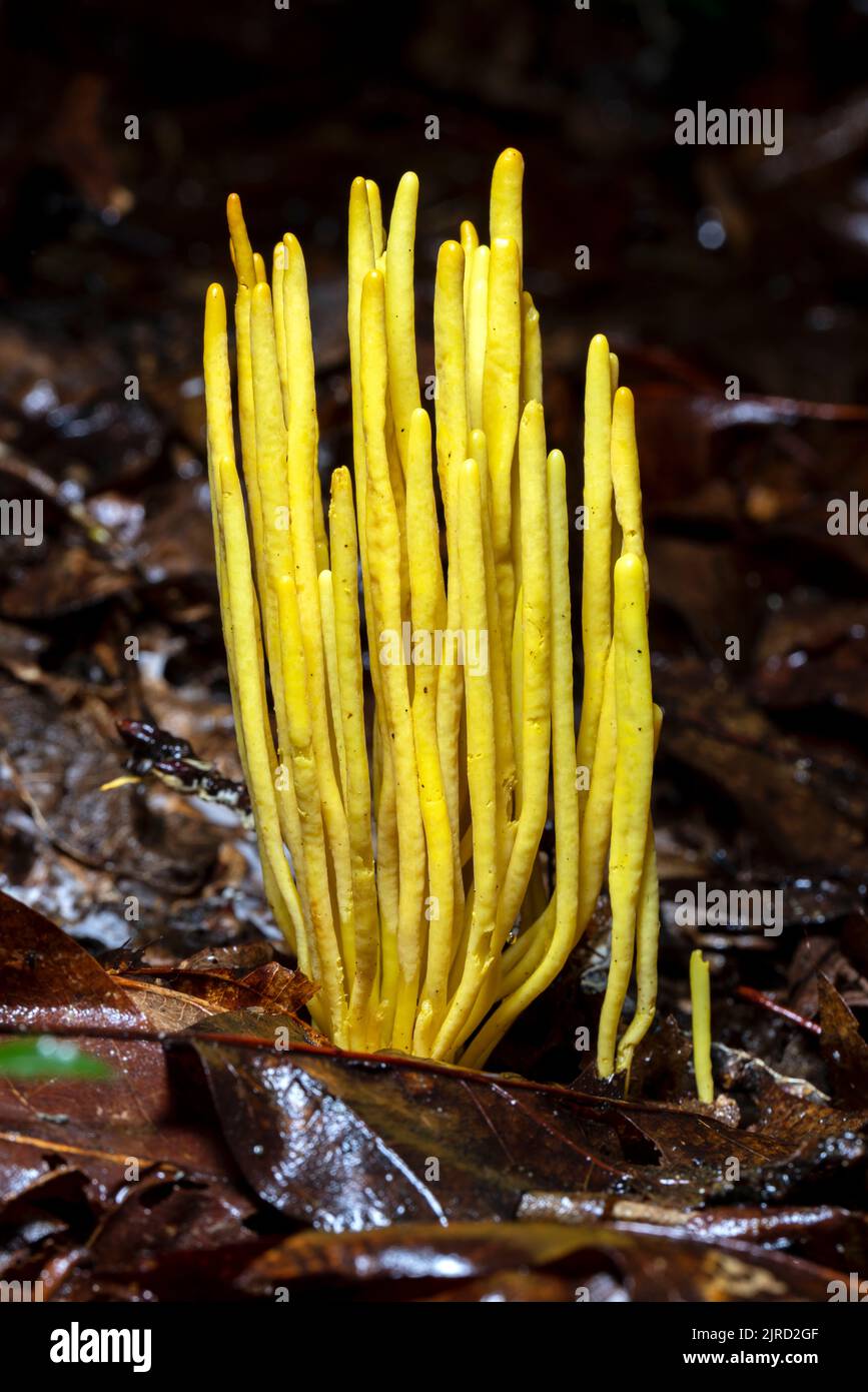 Especies de hongos coralinos (Clavulinopsis fusiformis) - Bosque Recreativo del Estado de DuPont - Cedar Mountain, cerca de Brevard, Carolina del Norte, Foto de stock