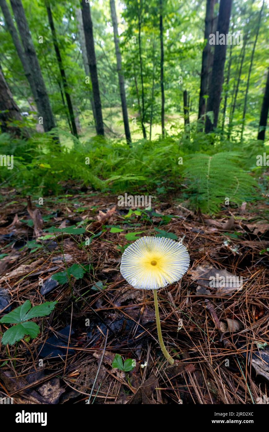 Hongos capullos frágiles (leucofrinus fragilissimus) - Brevard, Carolina del Norte, Estados Unidos Foto de stock