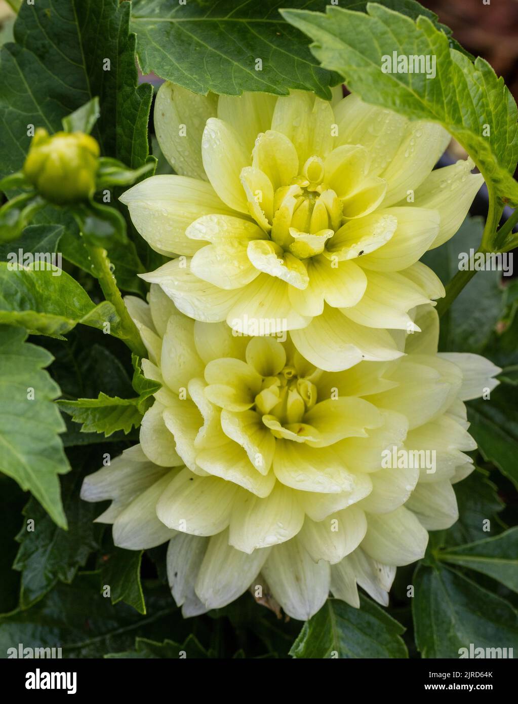 'Berliner Lemon' Decorativo Formal Dahlia, Dekorativdahlia (Dahlia x hortensis) Foto de stock