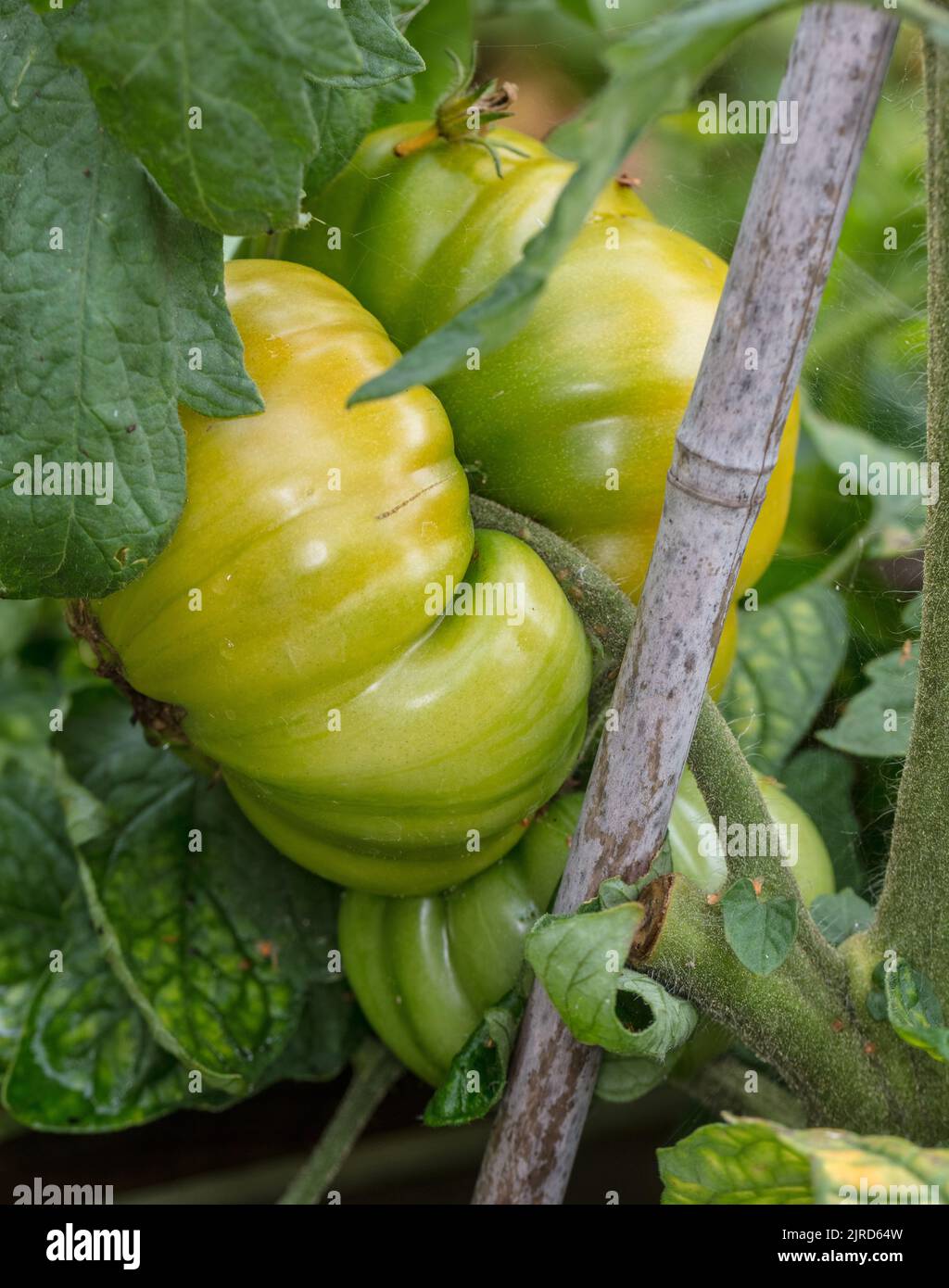 'Ananas, Piña' Tomate, Bifftomat (Solanum lycopersicum) Foto de stock
