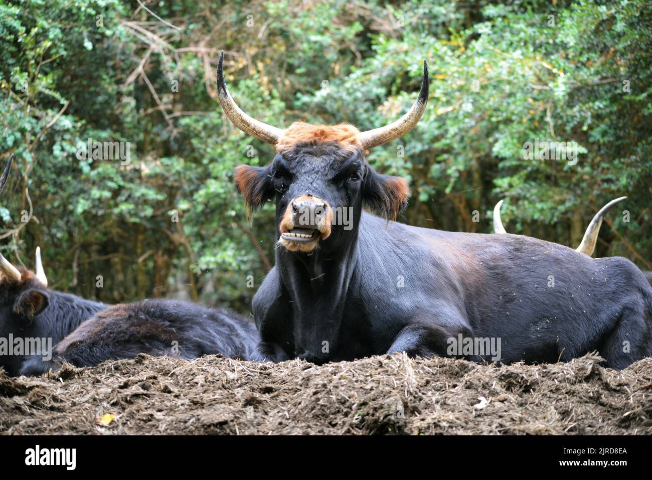 Bovinos HECK en el Parque Faunístico Lacuniacha ubicado en Piedrafita de Jaca en los valles de Tena,Huesca,Aragón,España Foto de stock