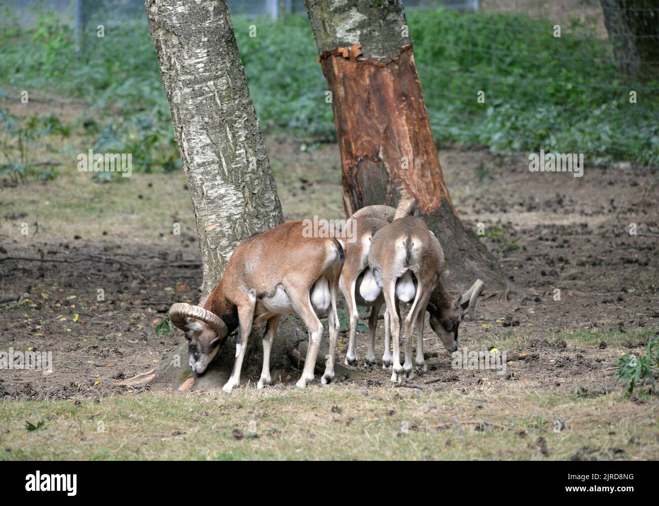 Muflón común en el Parque Faunístico Lacuniacha situado en Piedrafita de Jaca en los valles de Tena, Huesca, Aragón, España Foto de stock