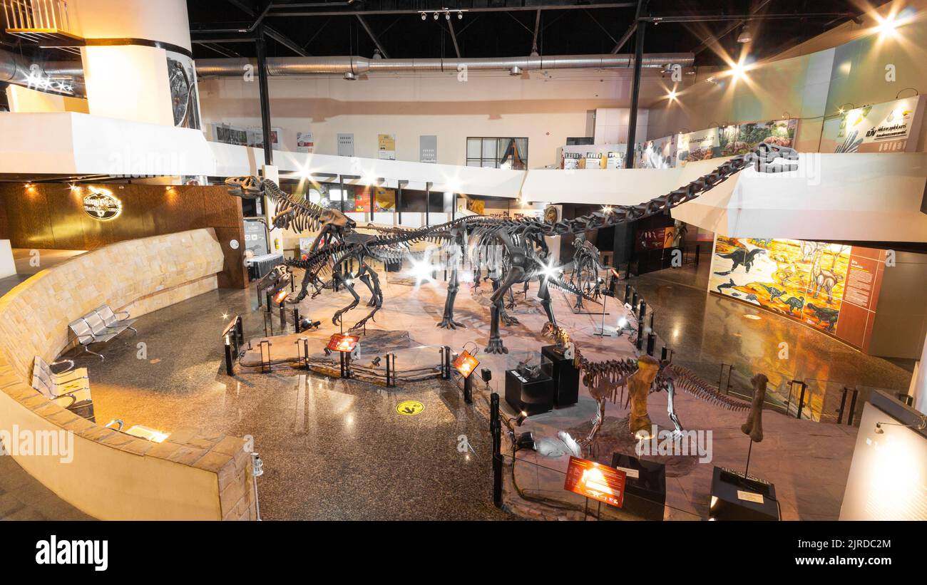 Kalasin, Tailandia - 16 DE AGOSTO de 2022 : Muchos esqueletos de dinosuares fueron exhibidos en un gran salón con luz en el Museo Sirindhorn . Gran angular . Foto de stock