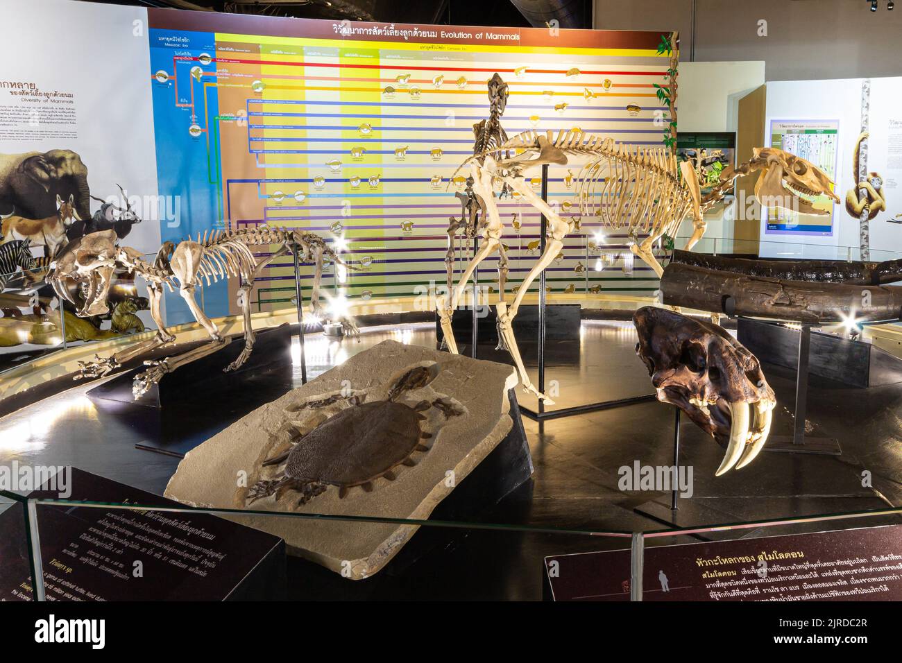 Kalasin, Tailandia - 16 DE AGOSTO de 2022 : Saber - esqueleto de tigre dentado ( Hoplophoneus primaevus ) fue expuesto en el Museo de Sirindhorn . Foto de stock