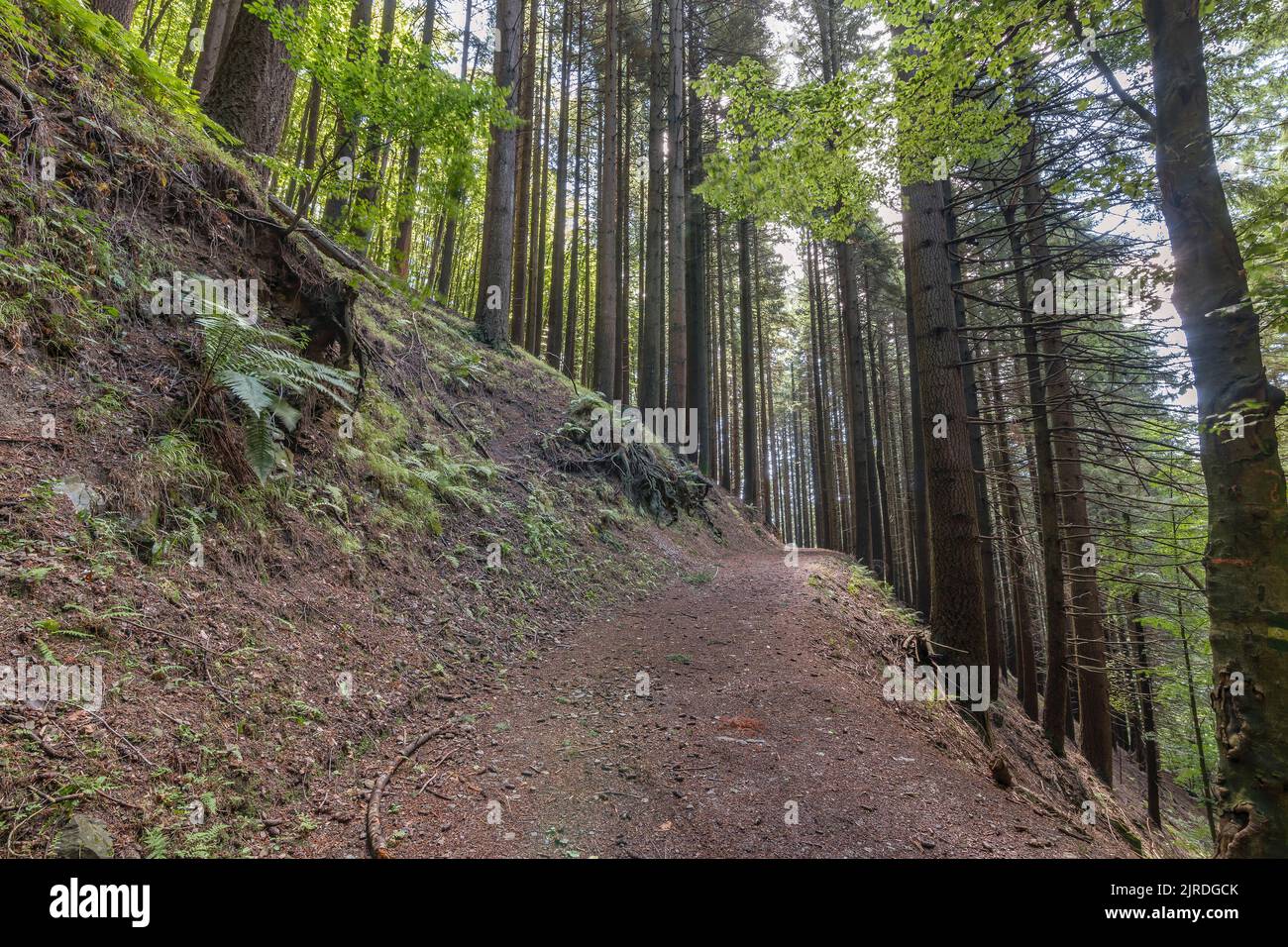 Un sendero dentro de la reserva natural de Acquerino Cantagallo, Italia Foto de stock