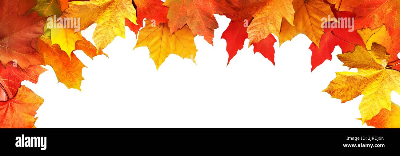 Hojas de arce de colores en primer plano aisladas sobre fondo blanco. Brillante y abstracto otoño follaje fondo. Vibrante telón de fondo panorámico de otoño. Vista superior Foto de stock