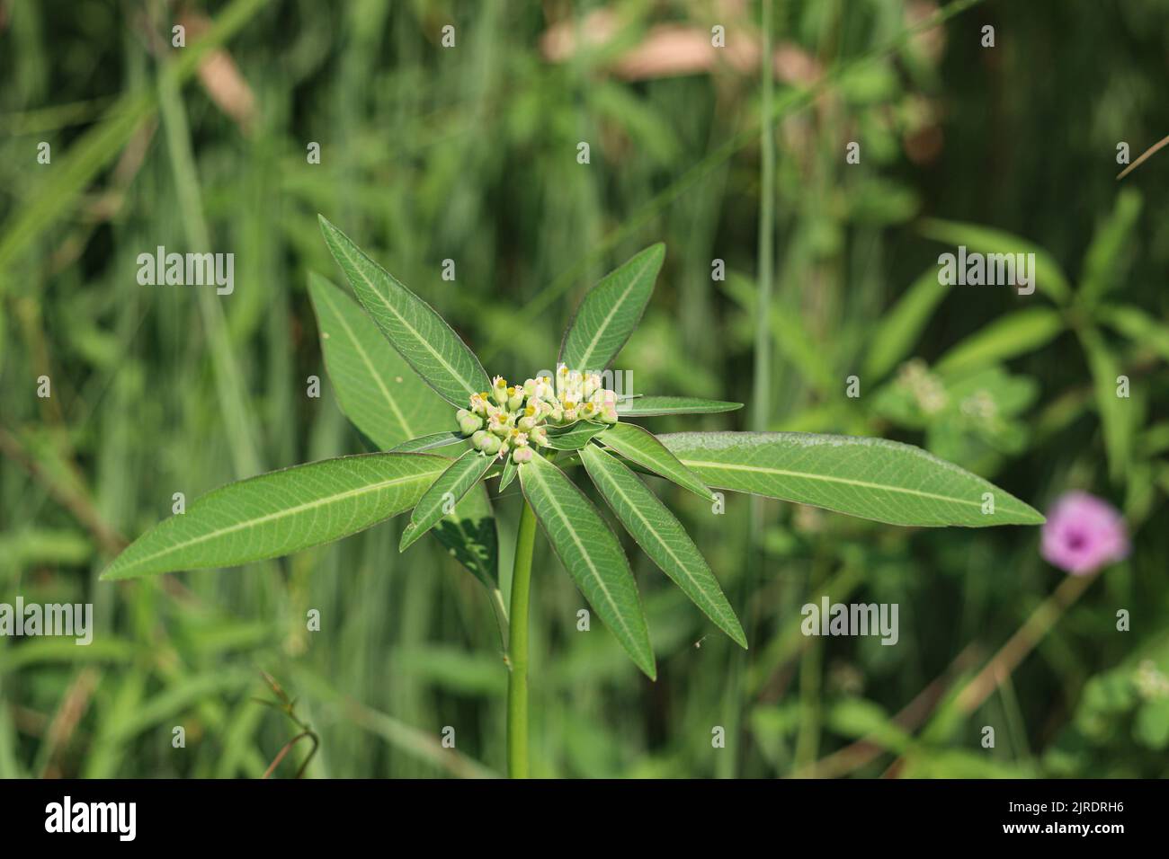 Planta silvestre de poinsettia (Euphorbia heterophylla) en el campo Foto de stock