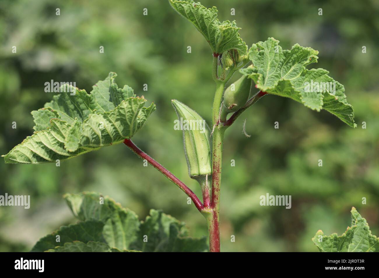 Planta de okra en las granjas de la orilla oeste del Nilo en Luxor