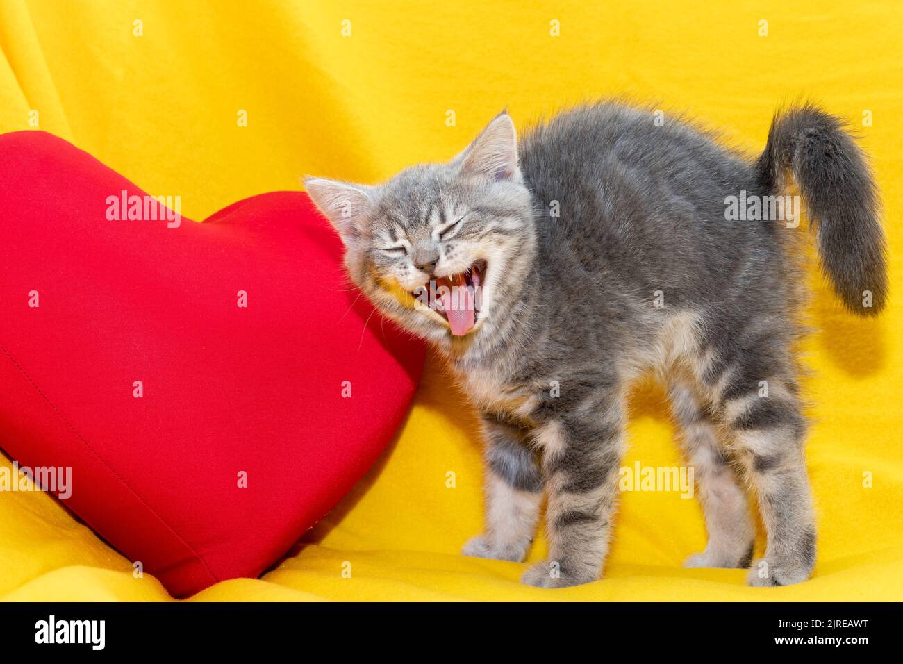 Song song and little cat fotografías e imágenes de alta resolución - Alamy