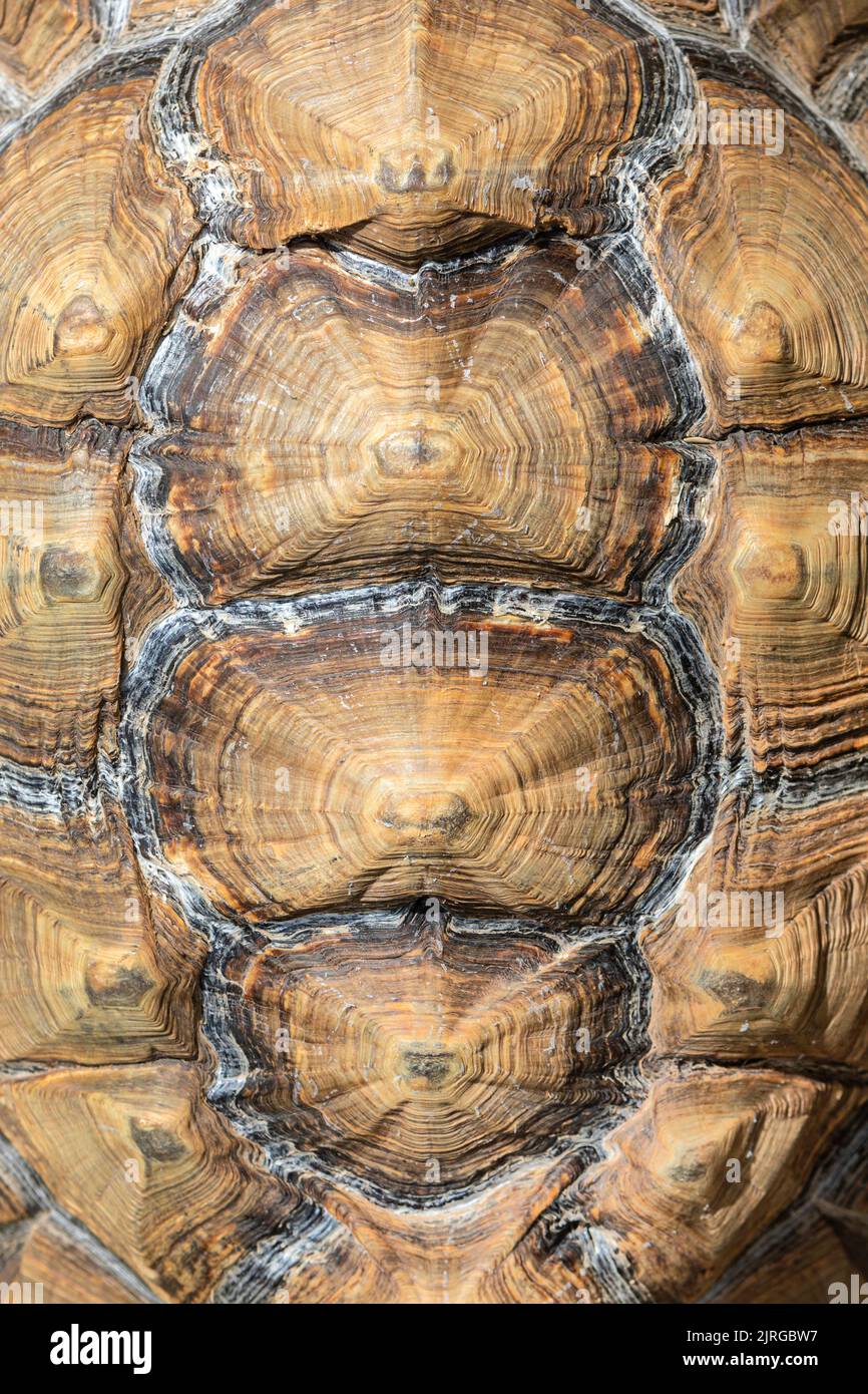 La concha de una tortuga grande Foto de stock