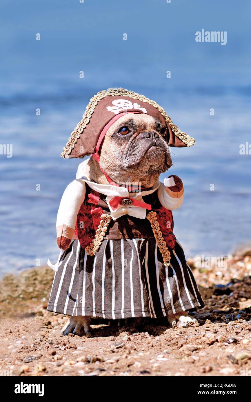 pirata perro - bulldog inglés vestido Foto de stock 86511841