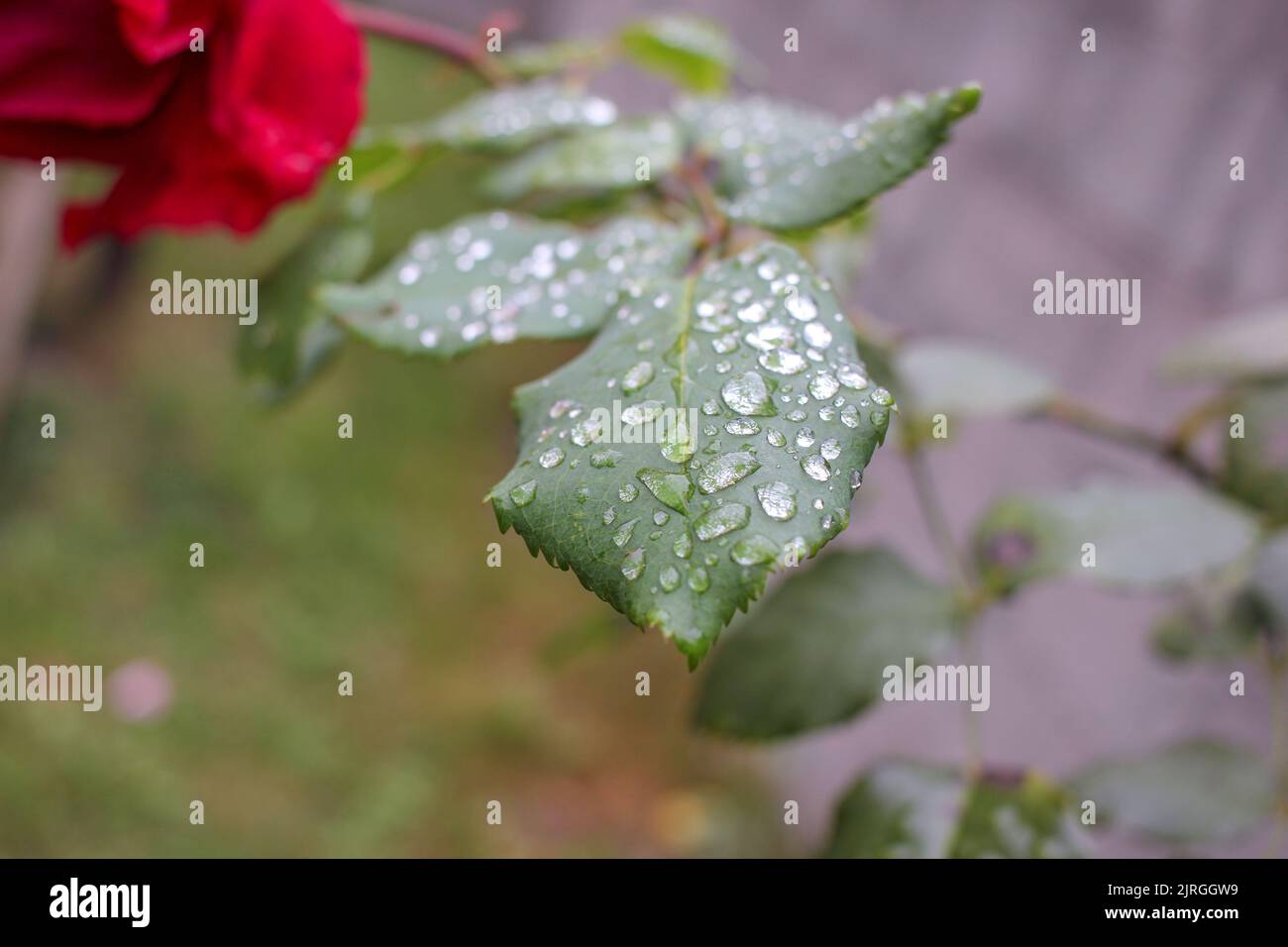 la lluvia de verano deja gotas de agua en las hojas de mis rosales Foto de stock