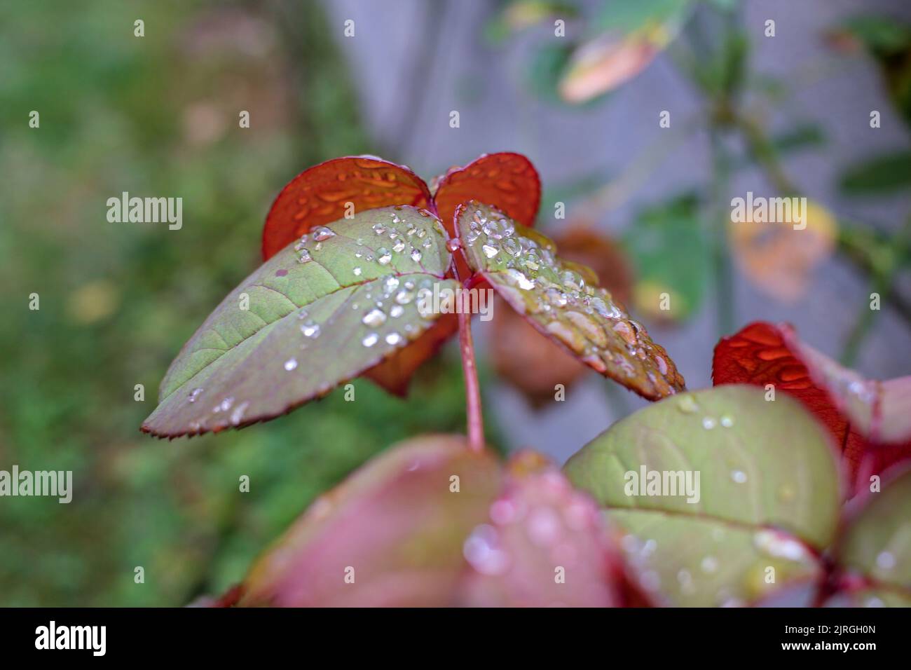 la lluvia de verano por la mañana deja gotas de agua en las hojas Foto de stock