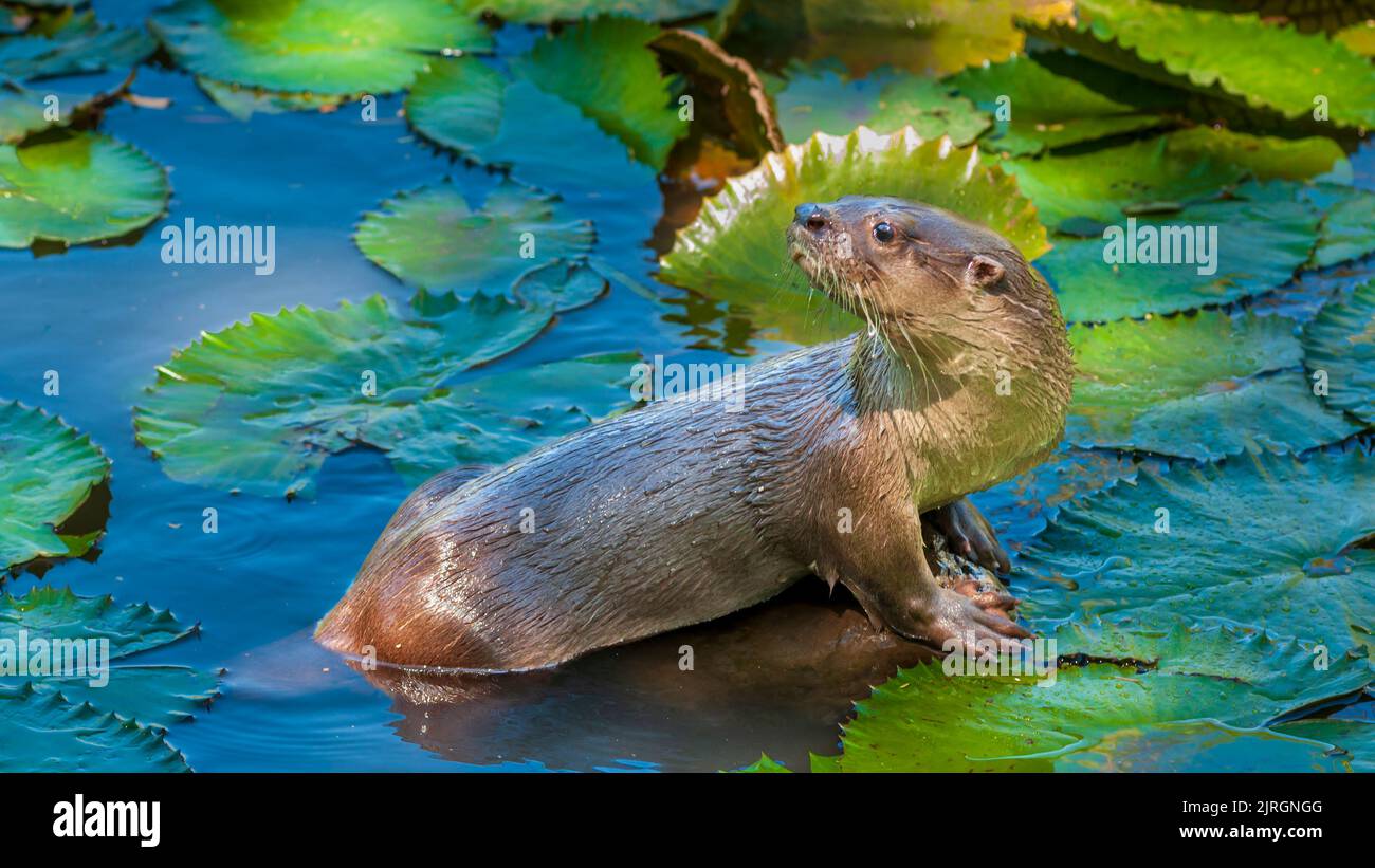 Una nutria marina en plataformas de lirio en Costa Rica, Centroamérica. Foto de stock