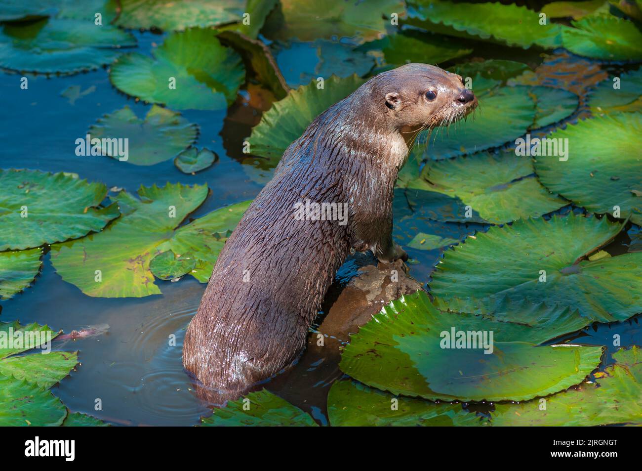 Una nutria marina en plataformas de lirio en Costa Rica, Centroamérica. Foto de stock