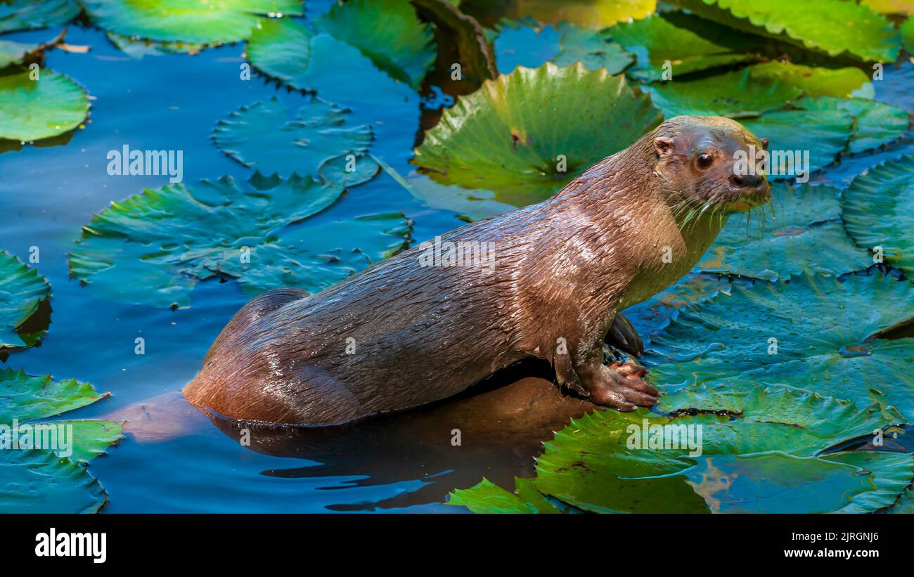 Una nutria marina en plataformas de lirio en Costa Rica, Centroamérica. Foto de stock