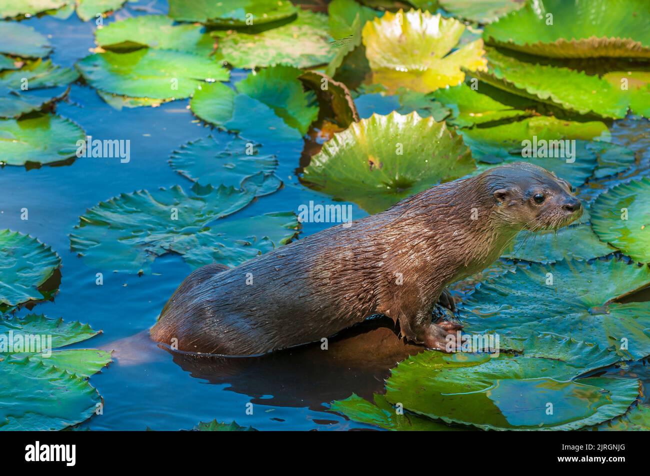 Una nutria marina en plataformas de lirio en Costa Rica, Centroamérica. Foto de stock