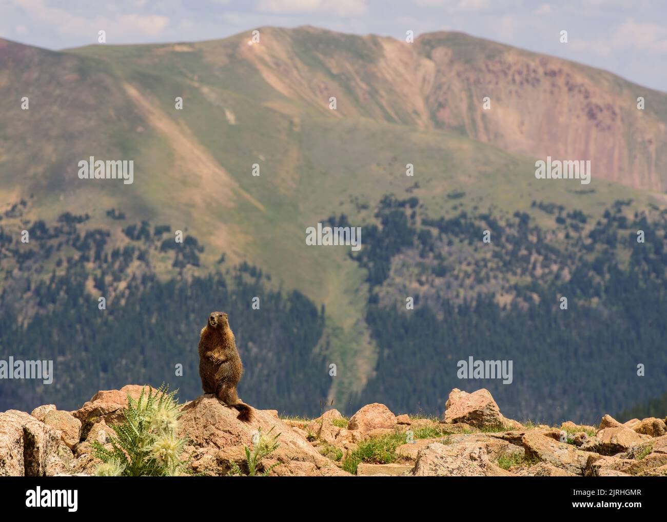 Colorado Marmot Foto de stock