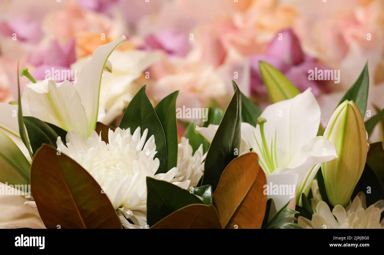 Una variedad de flores con flores predominantemente de pétalos blancos en el primer plano y hojas de magnolia. Pétalos de color durazno albaricoque se difuminan en el backgro Foto de stock