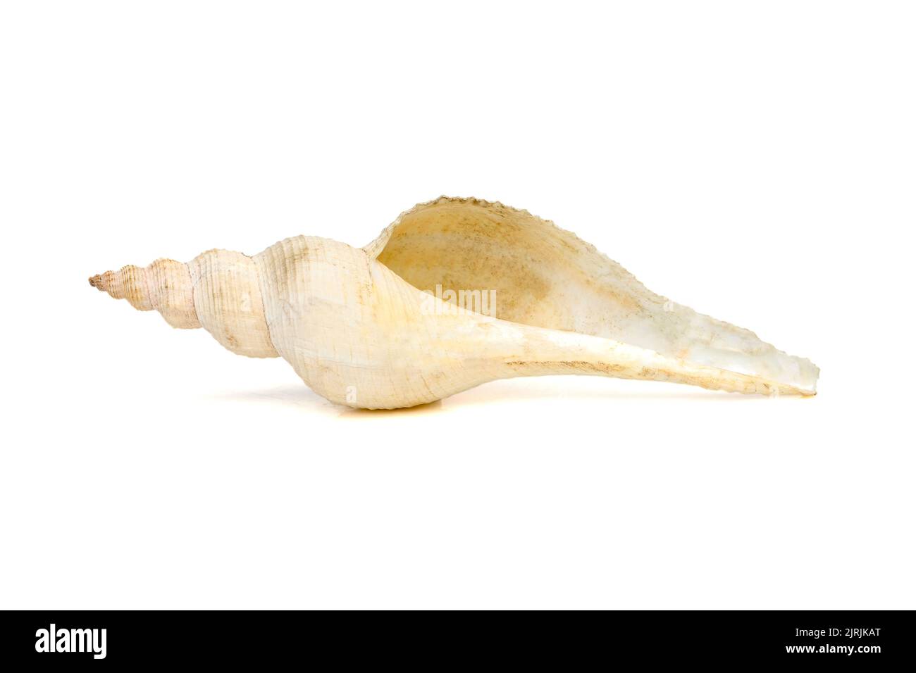 Imagen de conchas de caracola de cola larga blancas sobre fondo blanco. Animales submarinos. Conchas marinas. Foto de stock